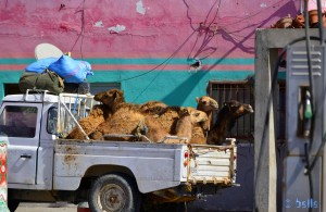 Kamele einmal anders.... Oued Kraa – Marokko