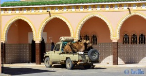 5 Kamele im Pickup - Petrol-Station in Lemsid – Marokko