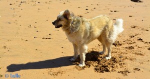 Nicol am Strand von Foum el Oued – Marokko