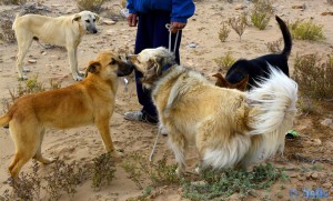 Wilde Hunde begrüssen Nicol - Lac de Naïla (Khnifiss Lagune) – Marokko