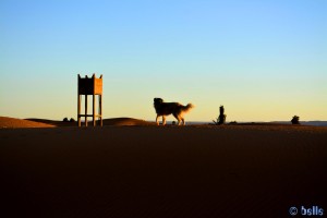 Nicol in Merzouga - Erg Chebbi – Marokko ...schaut erst mal gelangweilt in die andere Richtung...