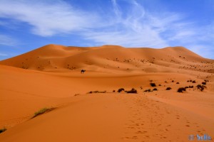 Postkarte: Kamel in Merzouga - Erg Chebbi – Marokko