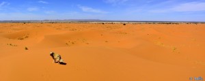 Nicol und Baffo in Merzouga - Erg Chebbi – Marokko