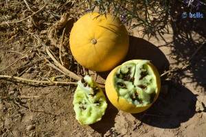 Melonenähnliche Früchte - Marokko