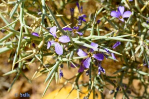 Lila Blüten an kräftigen Dornen - Marokko