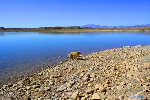 Nicol at Barrage Al Mansour Ad Dahbi – Marokko