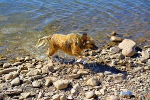 Nicol at Barrage Al Mansour Ad Dahbi – Marokko