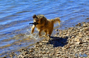 Nochmal rein ins Wasser – Nicol at Barrage Al Mansour Ad Dahbi – Marokko