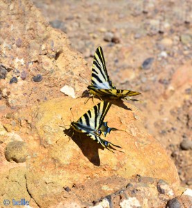 Collage - Wunderschöner Segelfalter-Schmetterling - Aït Ben Haddou - Marokko
