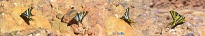 Collage - Wunderschöner Segelfalter-Schmetterling - Aït Ben Haddou - Marokko