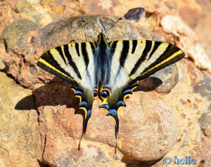 Wunderschöner Segelfalter-Schmetterling - Aït Ben Haddou - Marokko