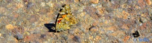 Schmetterling am Barrage D'Aït-Aadel – Marokko