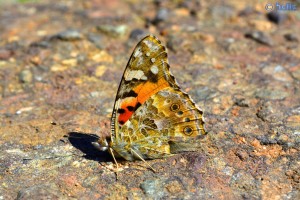 Schmetterling am Barrage D'Aït-Aadel – Marokko