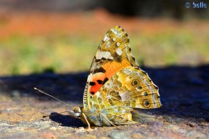 Schmetterling am Barrage D'Aït-Aadel – Marokko