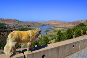 Auch Nicol geniesst die Aussicht - Barrage D'Aït-Aadel – Marokko
