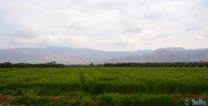 Weizenfelder und Olivenbäume so weit das Auge reicht - N8 - On the Road - Marokko