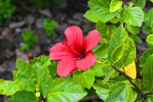 Hibiskus-Blüte - Tanger – Marokko