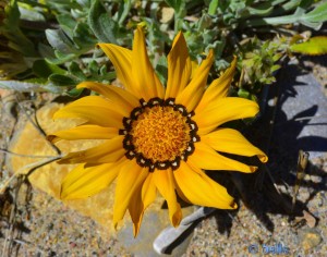 Schöne Blüte am Strand von L'Hospitalet de l'Infant – Spanien