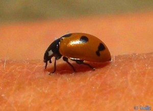 Kleiner Marienkäfer auf meinem Knie - Platja dels Eucaliptus – Spain