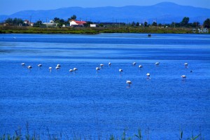 Flamigos near El Poblenou del Delta – Spain