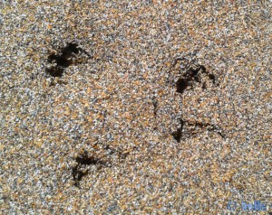 Mini-Spuren im Sand von Platja dels Eucaliptus – Spain