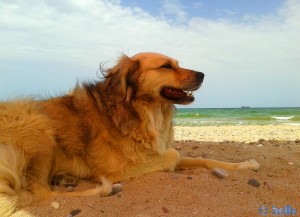 Nicol at the Platja Garrofera – Spain