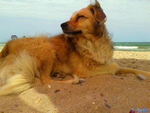 Nicol at the Platja Garrofera – Spain