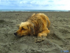 Dogs forbidden at the Beach - Nicol at Playa la Ermita – Spain