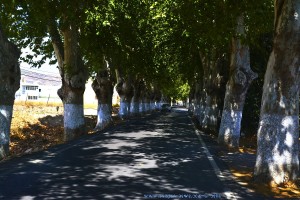 Allee-Einfahrt nach Berja – Spain