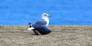 Seagull at Playa las Salinas – Spain