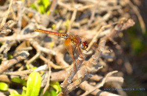 Libelle am Playa las Salinas – Spain