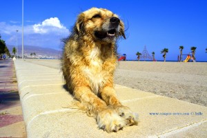 ...wie eine Sphinx!!! Nicol nach dem Tauch-Kurs at Playa la Romanilla – Spain