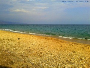 Strandläufer am Playa las Salinas – Spain