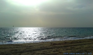 Möwen am Playa las Salinas – Spain