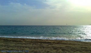 Möwen am Playa las Salinas – Spain