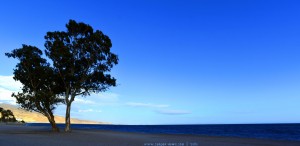 Eukalyptusbaum am Playa de los Bajos – Spain