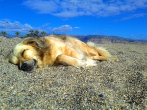 Was für ein anstrengendes Leben! Nicol at Playa las Salinas – Spain