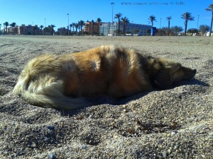 Nicol at Playa las Salinas - Spain