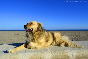 Nicol at Playa la Romanilla - Spain