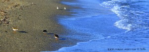 Strandläufer am Playa la Romanilla – Spain