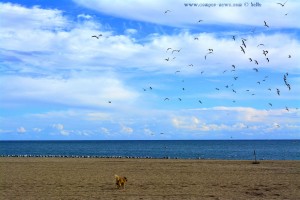 Nicol und die Möwen am Playa las Salinas – Spain