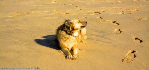 Perfekte Tarnfarbe! Nicol am Playa de los Lances Norte - Tarifa - Spain