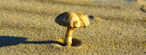 Pilze am Strand - Dunas de El Portil – Spain