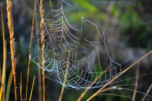 Tautropfen im Spinnennetz - Dunas de El Portil – Spain