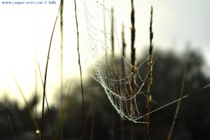 Tautropfen im Spinnennetz - Dunas de El Portil – Spain