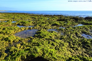 Mit Moos bewachsene Felsen - Dunas de El Portil – Spain