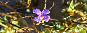 Blüte mit Tautropfen at Dunas de El Portil – Spain