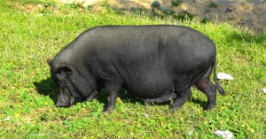 Hängebauchschwein in Punta Umbría am Marktplatz - Spain