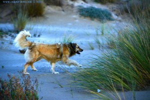 Nicol auf der Jagd - Dunas de El Portil – Spain