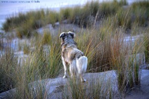 Nicol auf der Jagd - Dunas de El Portil – Spain